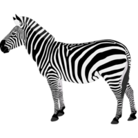 free_download_real_zebra_cartoon_clipart_image