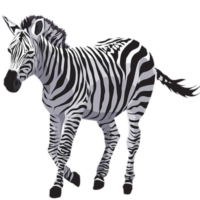 free_download_white_black_zebra_transparent_background